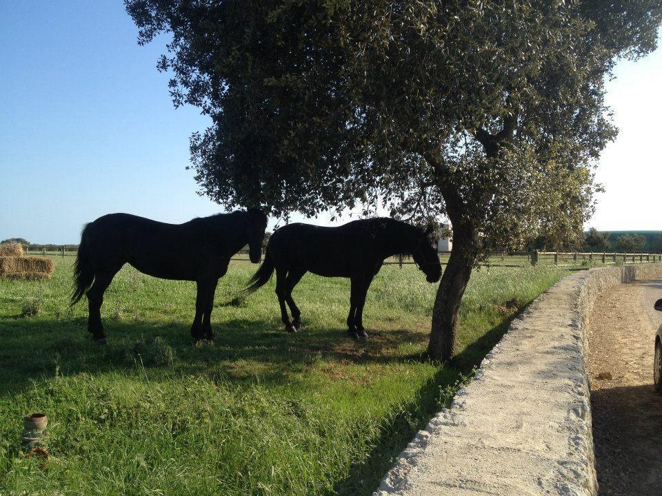 Masseria Autigne Otrante Extérieur photo